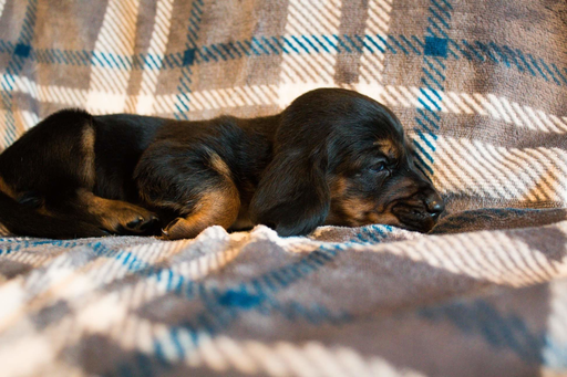 Medium Photo #2 Basset Hound Puppy For Sale in ALFORD, IN, USA
