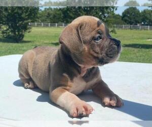 American Bully Puppy for sale in NEVADA, TX, USA