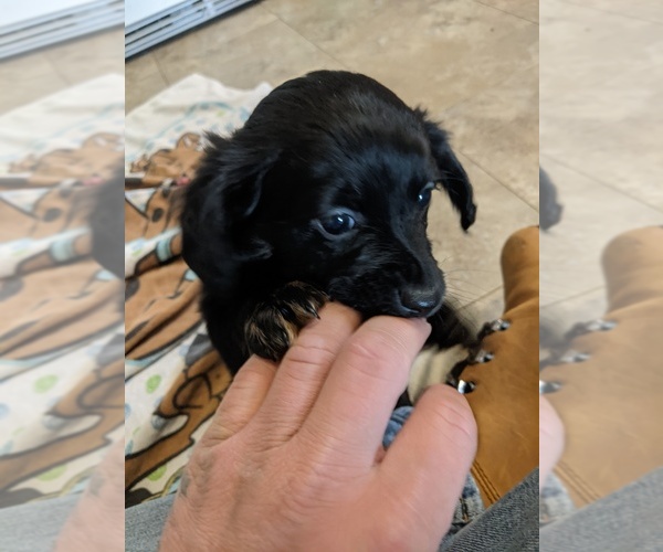 Medium Photo #3 Dameranian Puppy For Sale in SCOTTVILLE, MI, USA