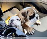 Small Photo #11 Bulldog Puppy For Sale in NORCO, CA, USA