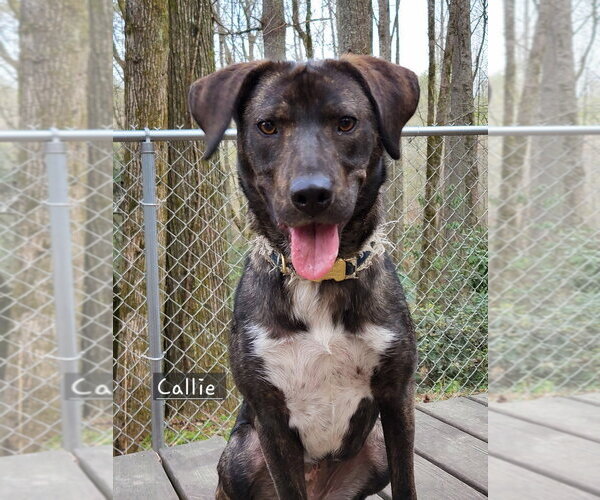 Medium Photo #4 Mountain Cur-Unknown Mix Puppy For Sale in Ellijay, GA, USA