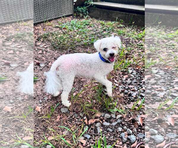 Medium Photo #2 Bichon Frise Puppy For Sale in Mount Pleasant, SC, USA