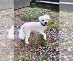 Small #1 Bichon Frise