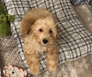 Goldendoodle (Miniature) Puppy for sale in ARGYLE, TX, USA