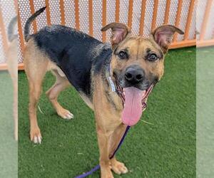 MUFFIN - Male Mutt Dog for Adoption - Photo #2