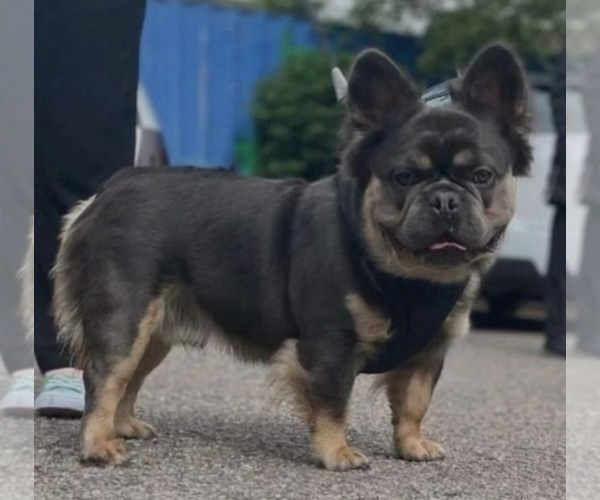 Medium Photo #1 French Bulldog Puppy For Sale in BLOOMINGTON, IN, USA