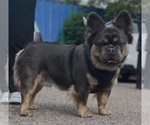 Small Photo #1 French Bulldog Puppy For Sale in BLOOMINGTON, IN, USA