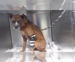 Small Boxer