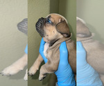 Small Photo #8 French Bulldog Puppy For Sale in ELK GROVE, CA, USA