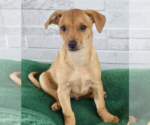 Chihuahua-Unknown Mix Dogs for adoption in Omaha, NE, USA