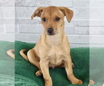 Small Chihuahua Mix