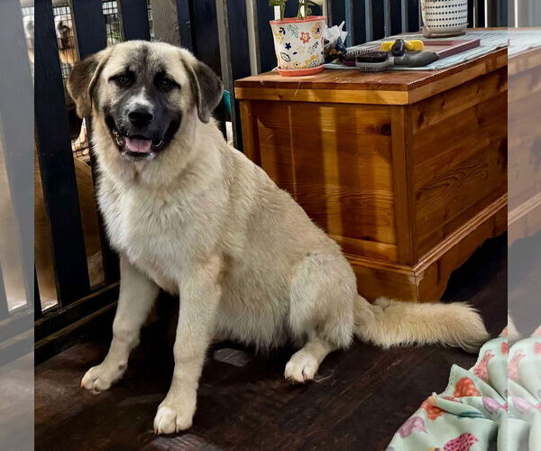 Medium Photo #5 Anatolian Pyrenees Puppy For Sale in Higley, AZ, USA