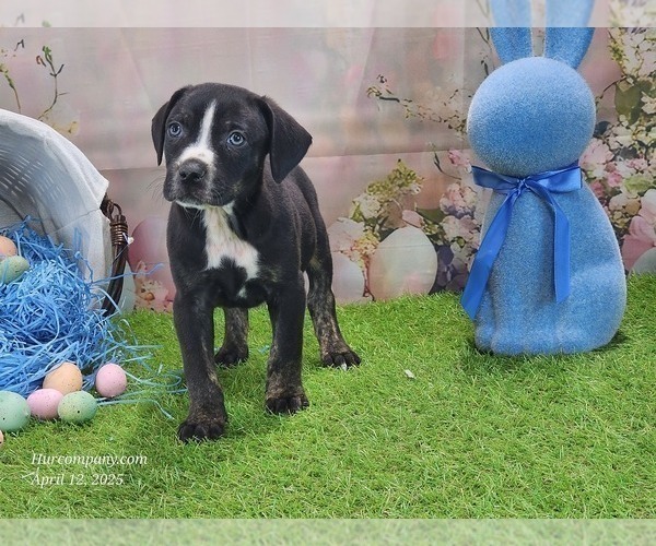 Medium Photo #7 Catahoula Leopard Dog Puppy For Sale in CUMBY, TX, USA