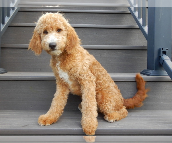 Medium Photo #1 Goldendoodle (Miniature) Puppy For Sale in WOOSTER, OH, USA