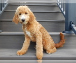 Small Goldendoodle (Miniature)