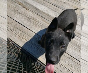 Dutch Shepherd Dog Puppy for sale in CAMP SPRINGS, NC, USA