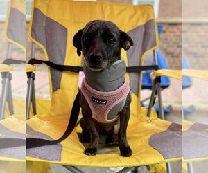Chiweenie Dogs for adoption in St. Louis Park, MN, USA