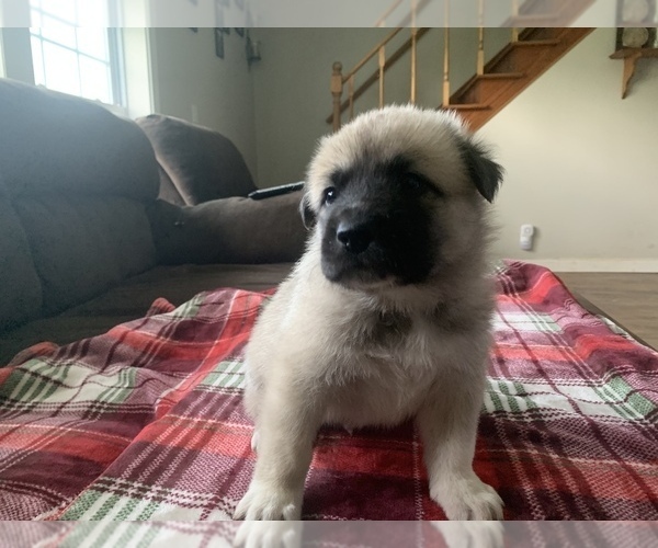 Medium Photo #9 Belgian Malinois-Great Pyrenees Mix Puppy For Sale in APPLETON, NY, USA
