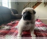 Small Photo #9 Belgian Malinois-Great Pyrenees Mix Puppy For Sale in APPLETON, NY, USA