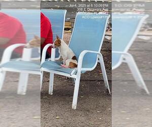 Chihuahua Dogs for adoption in Naples, FL, USA