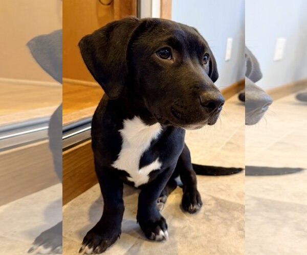 Medium Photo #2 Labrador Retriever-Unknown Mix Puppy For Sale in St. Louis Park, MN, USA