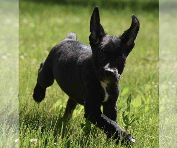 Medium Photo #7 Shepweiller Puppy For Sale in Mechanicsburg, PA, USA