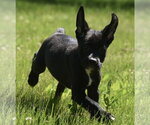 Small #6 Shepweiller