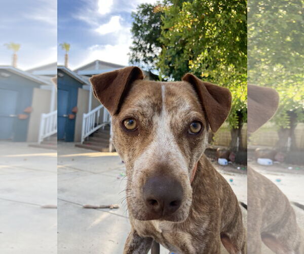 Medium Photo #8 Mutt Puppy For Sale in San Diego, CA, USA