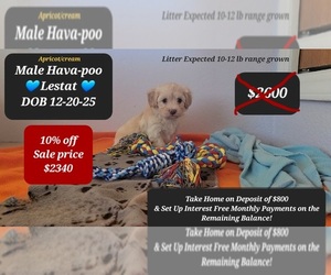Havanese Puppy for sale in TUCSON, AZ, USA