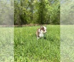 Small Photo #5 Pomsky Puppy For Sale in DRACUT, MA, USA