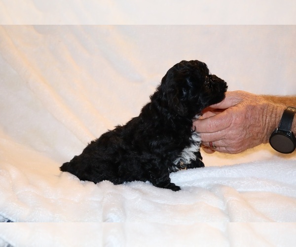 Medium Photo #16 Poodle (Toy) Puppy For Sale in DYERSBURG, TN, USA