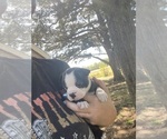 Small #6 Boston Terrier