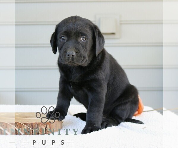 Medium Photo #3 Labrador Retriever Puppy For Sale in NARVON, PA, USA