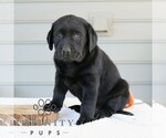 Small #2 Labrador Retriever