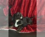 Small Photo #3 Aussalier Puppy For Sale in MAPLETON, OR, USA