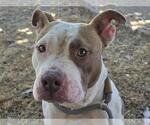 Small #1 American Pit Bull Terrier