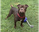 Small #4 Bullboxer Pit