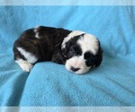 Small #5 Aussiedoodle