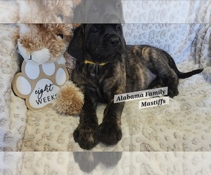 American Bulldog Puppy for sale in NEWTON, AL, USA