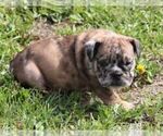 Small #1 Bulldog
