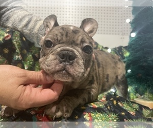 Medium French Bulldog