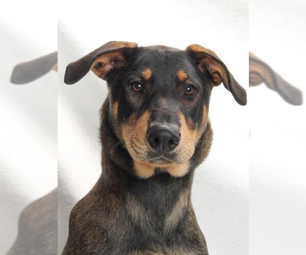 Medium Photo #1 Bloodhound-Doberman Pinscher Mix Puppy For Sale in Burbank, CA, USA