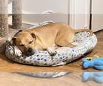 Small #28 Black Mouth Cur Mix