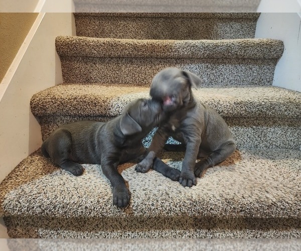 Medium Photo #19 Cane Corso Puppy For Sale in ATASCOCITA, TX, USA