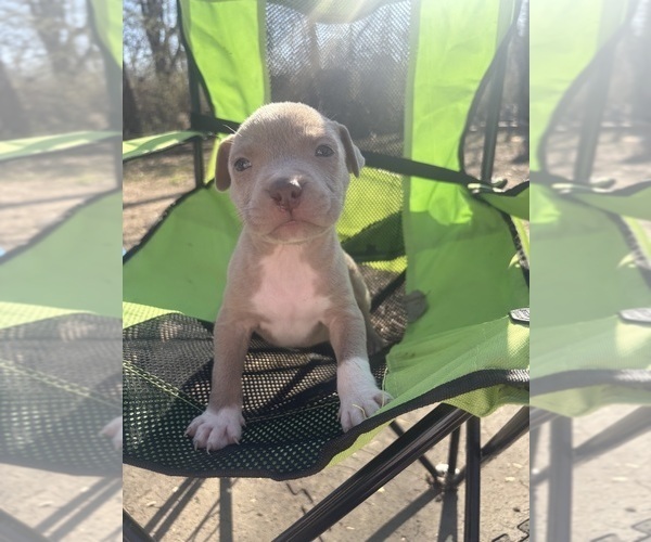 Medium Photo #6 American Pit Bull Terrier-Chinese Shar-Pei Mix Puppy For Sale in KANSAS CITY, MO, USA
