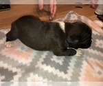 Small Photo #4 Boxer Puppy For Sale in BISMARCK, AR, USA