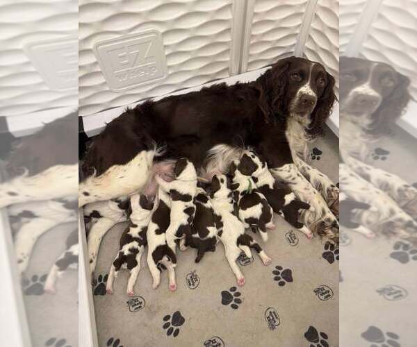 Medium Photo #1 English Springer Spaniel Puppy For Sale in BEAVER SPRINGS, PA, USA