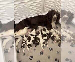 English Springer Spaniel Litter for sale in BEAVER SPRINGS, PA, USA
