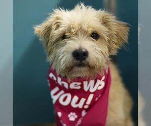 Mutt Dogs for adoption in San Antonio, TX, USA
