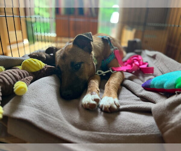 Medium Photo #2 Mutt Puppy For Sale in Shelburne, VT, USA